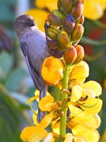Bushtit.JPG