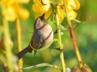 Bushtit5.jpg