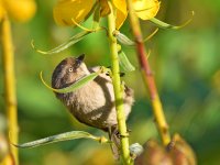 Bushtit4.jpg