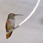 Hummer4.jpg