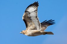 HawkFlight-113.jpg