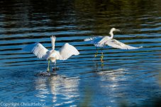 DSC_0791.jpg