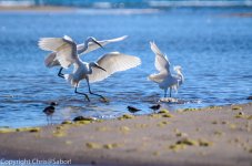 DSC_1093.jpg