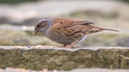 DSC_9722-Edit.jpg