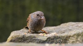 DSC_9744-Edit.jpg