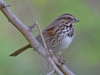 Sparrow4.jpg