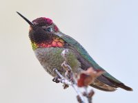 Hummer22.jpg