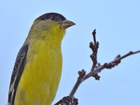 Finch2.jpg