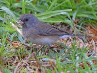 Junco8.jpg