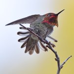 Hummer17.jpg