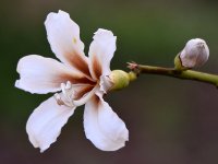 OrchidTree.jpg