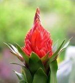 Guzmania.jpg