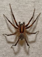 Spider.jpg