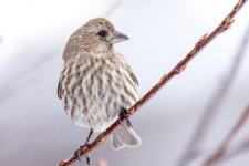 HouseFinch-222.jpg
