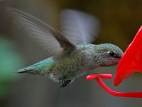 Hummer33.jpg