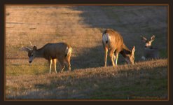Deer in Freeport #3 2-23-2016.jpg