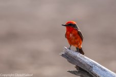 DSC_1169.jpg