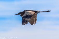 DSC_1294.jpg
