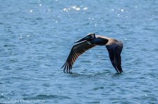 DSC_1351.jpg