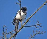 DSC_6575.jpg