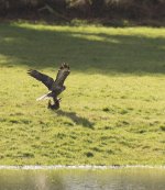 Hawk v Rabbit-3.jpg