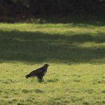 Hawk v Rabbit-4.jpg