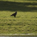 Hawk v Rabbit-5.jpg