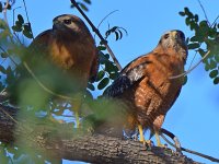 Hawk2.jpg