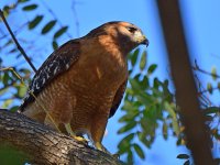 Hawk3.jpg