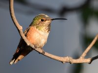 Hummer7.jpg