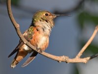 Hummer13.jpg
