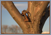 Four Keys on a Tree #2 2-24-2016.jpg