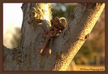 Four Keys on a Tree 2-24-2016.jpg