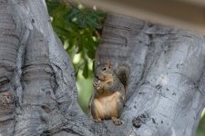 Squirrel.jpg
