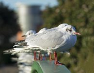 DSC_6750.jpg