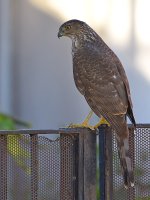 Hawk2.jpg