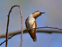 Hummer2.jpg