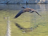 Goose.jpg