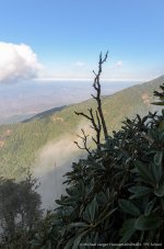 landscape doi inthanon cm tree-1.jpg