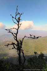 landscape doi inthanon cm tree-2.jpg