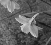 spreading petals.jpg