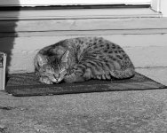 Catnap in the Sun.jpg