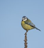 DSC_66831.jpg