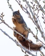 Squirrel-1.jpg