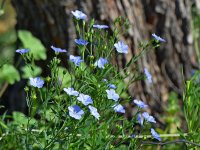 BlueFlowers.jpg