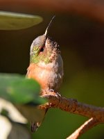 Hummer7.jpg