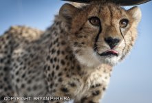 cheetah bp.JPG