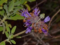 Salvia.jpg
