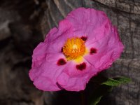 Cistus.jpg