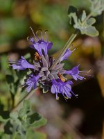 Salvia2.jpg
